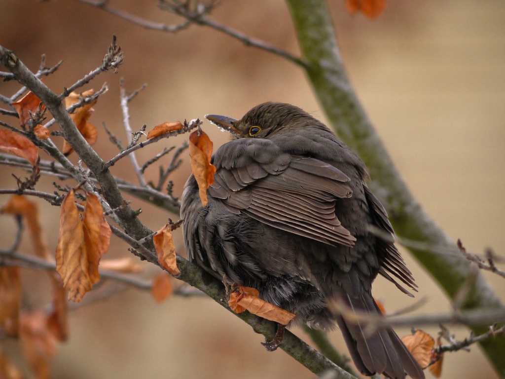 Птица с черными перьями сидит на ветке