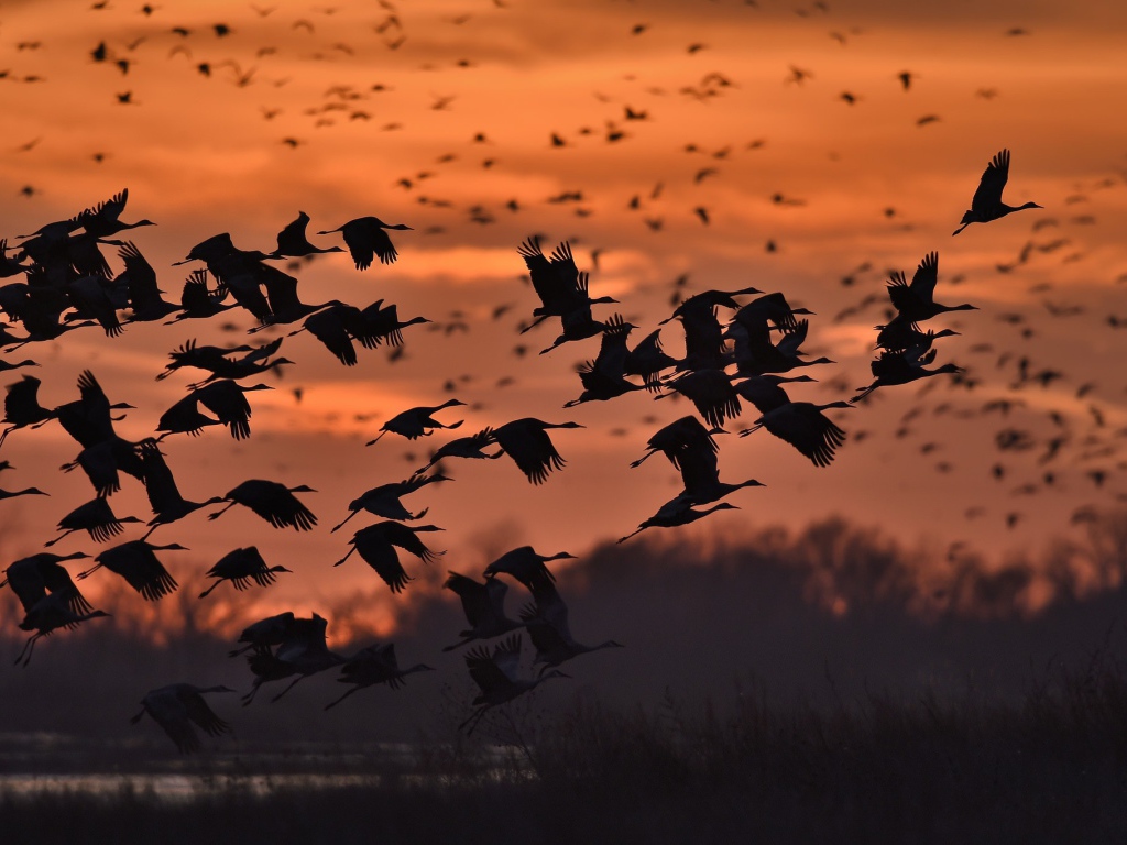 Стая диких уток на фоне заката