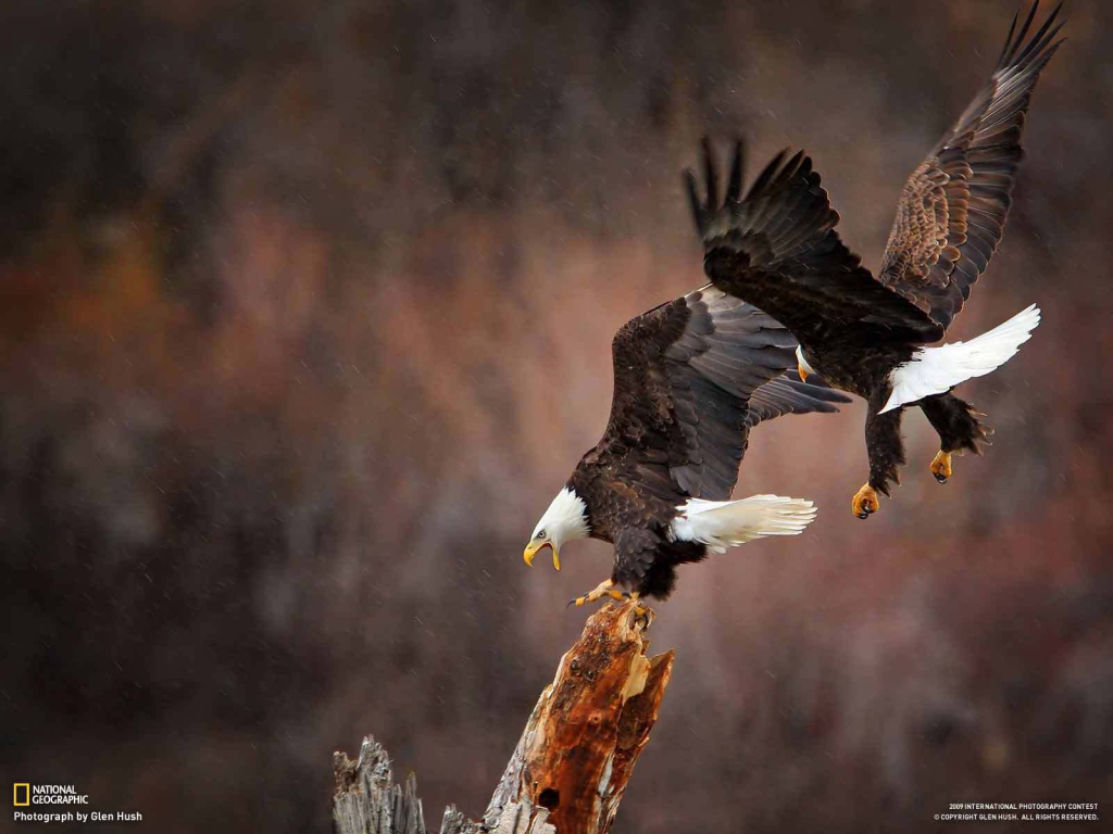 A pair of bald eagle