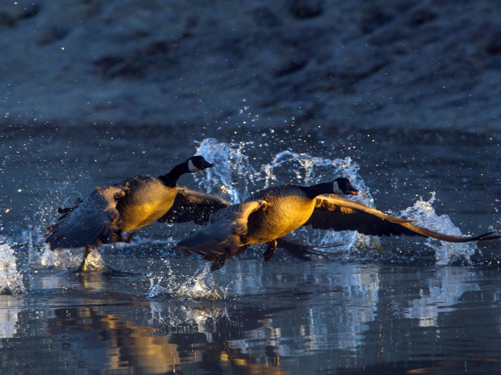 Пара уток взлетает с озера