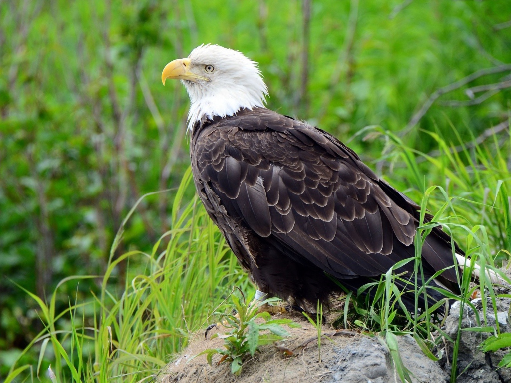 Белоголовый орлан сидит на земле среди травы