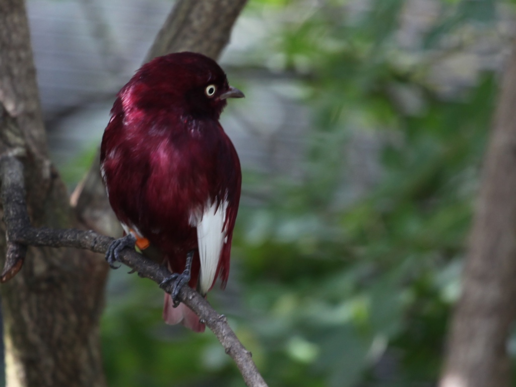 Птица темно коричневого цвета