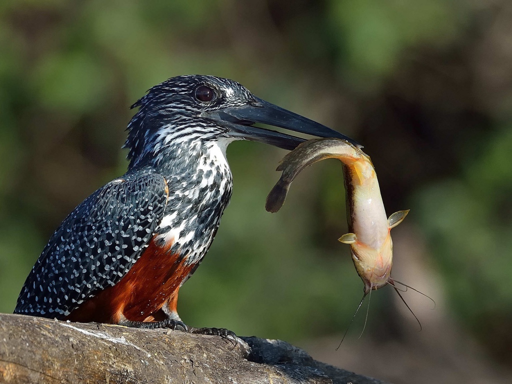 Птица держит в черном клюве рыбу