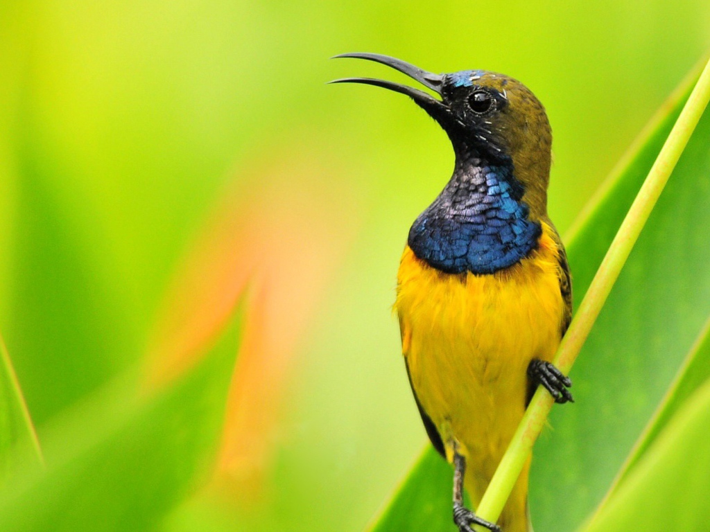 Птичка нектарница на фоне зелени