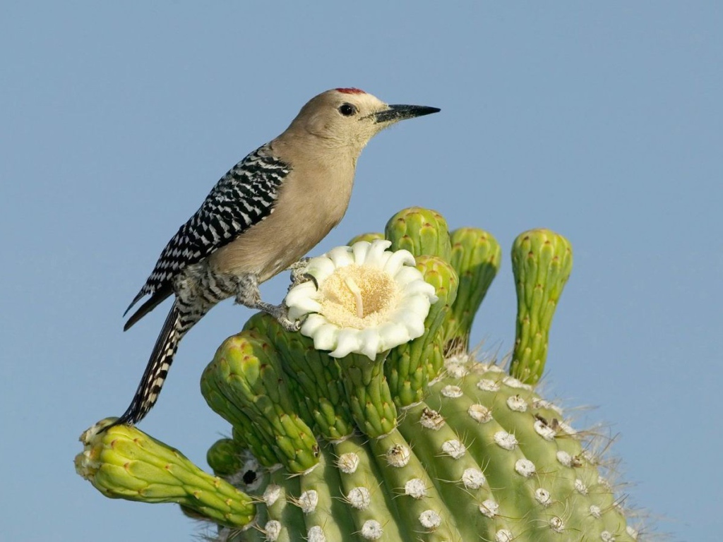 Птица на цветущем кактусе