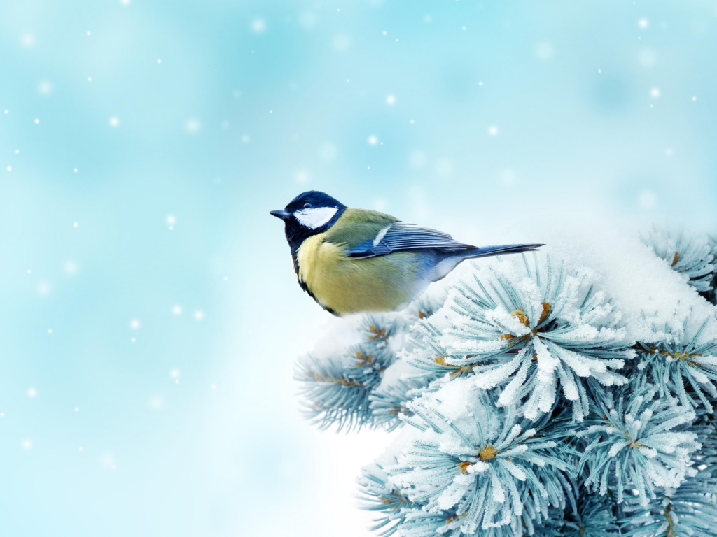 Синица на ветке дерева