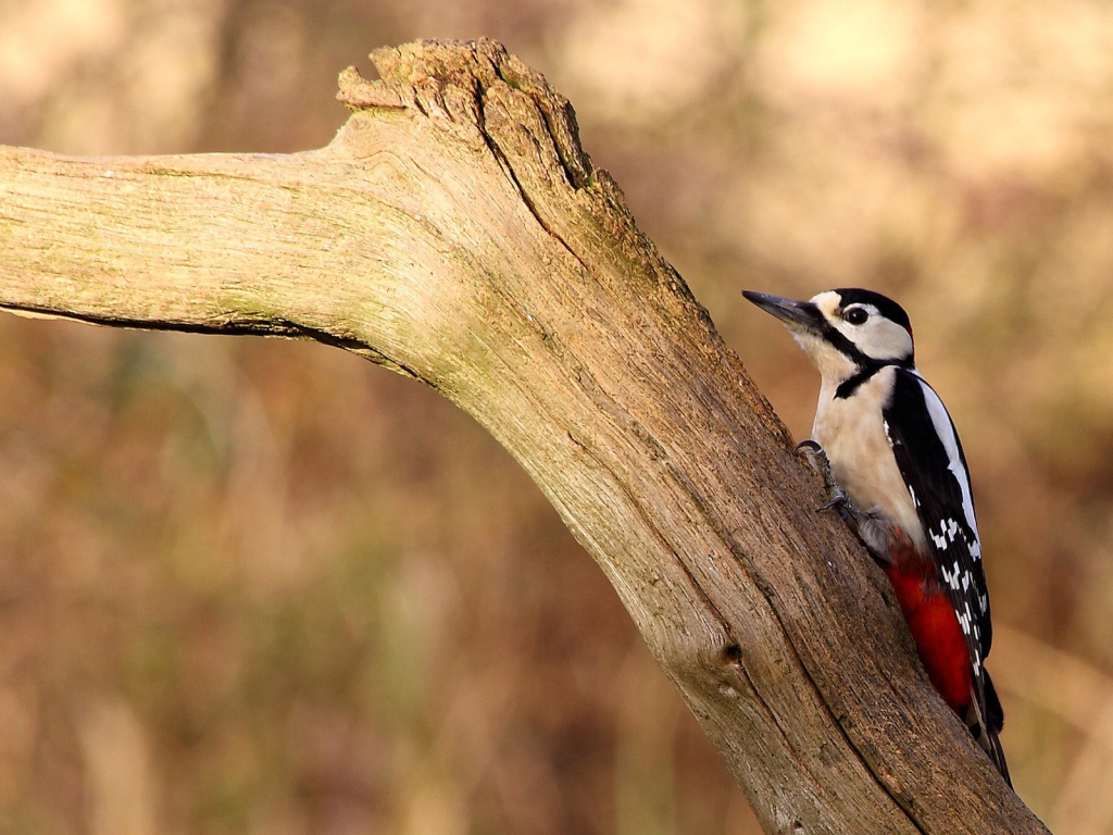 Птица с красными перьями на сухой коряге
