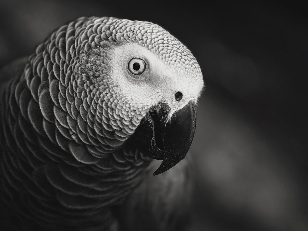 Черно белое фото попугая