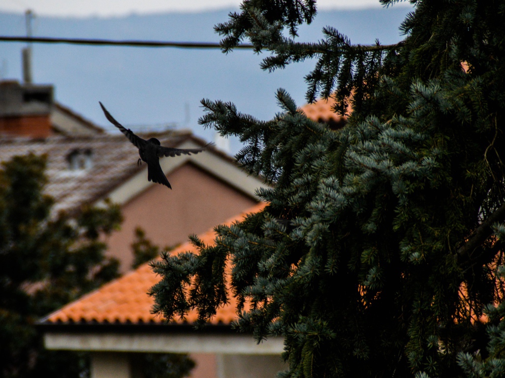 Черная птица в полете