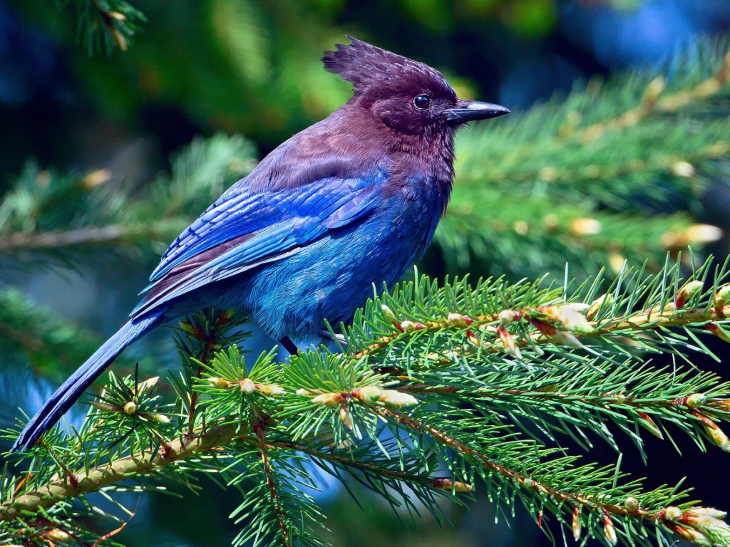 Синяя птица на хвойной ветке