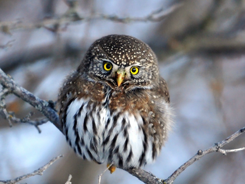 Очаровательная сова на ветке