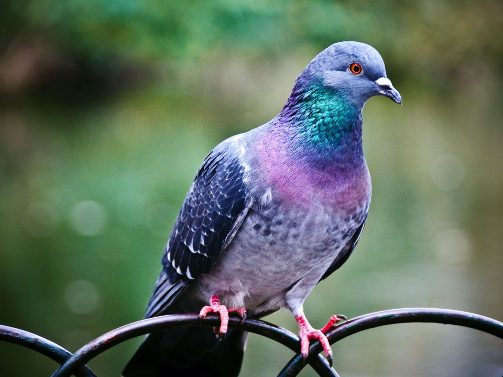 Голубь на заборе из железных прутьев