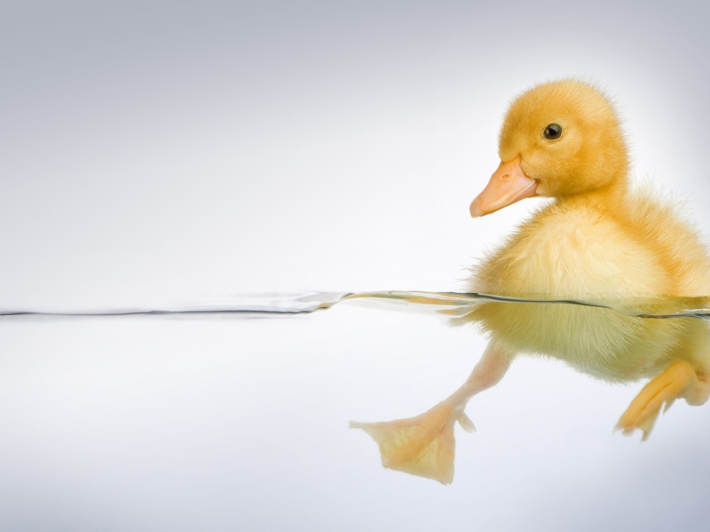 Утенок в прозрачной воде