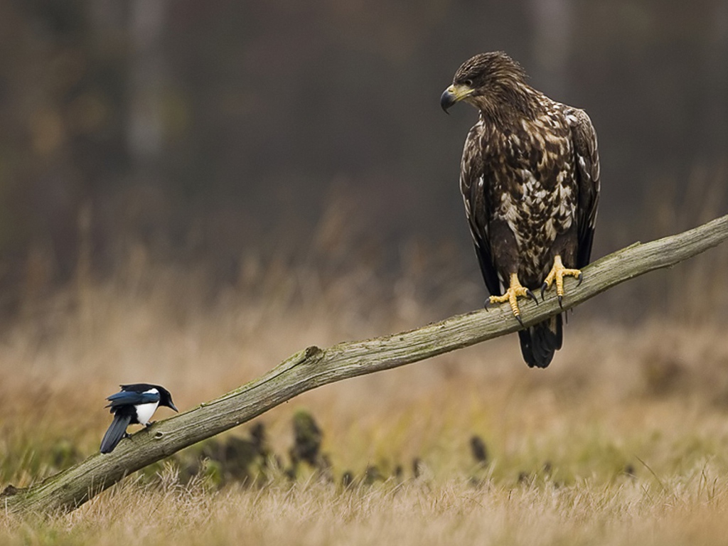Орел и сорока на палке