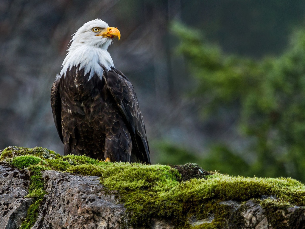 Орел на покрытом мхом камне