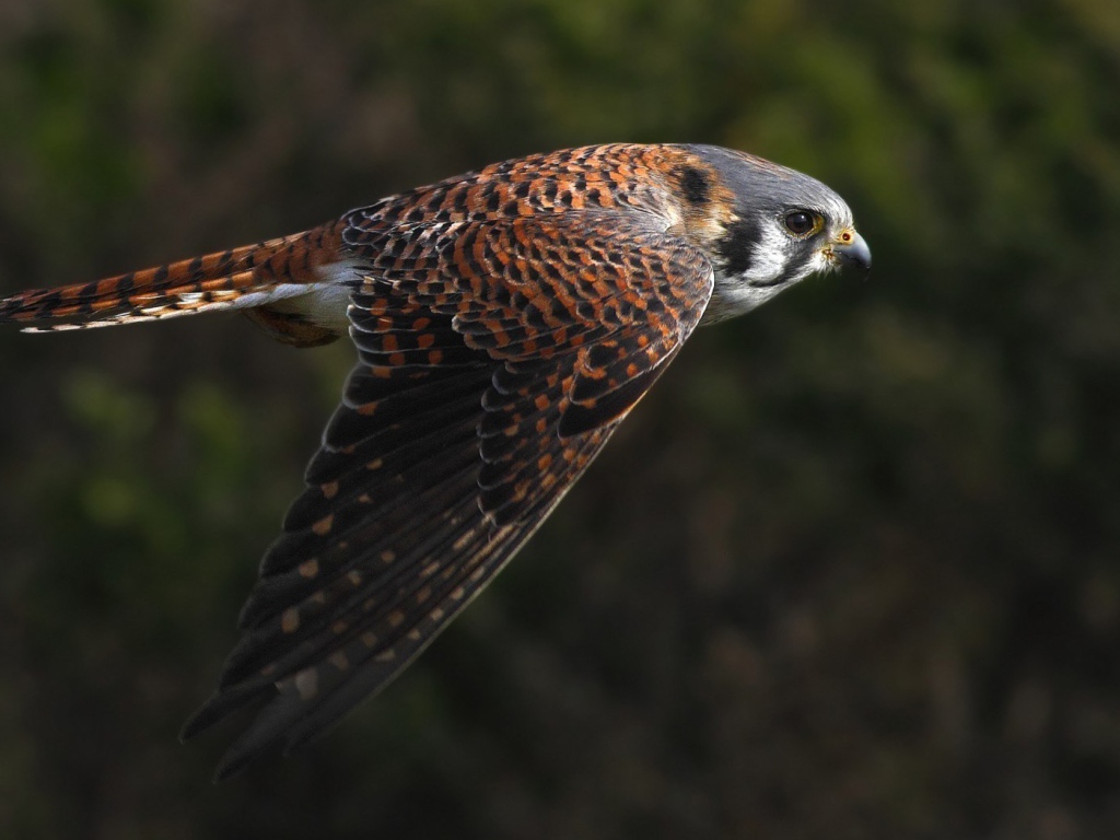 Полет сокола на фоне зелени