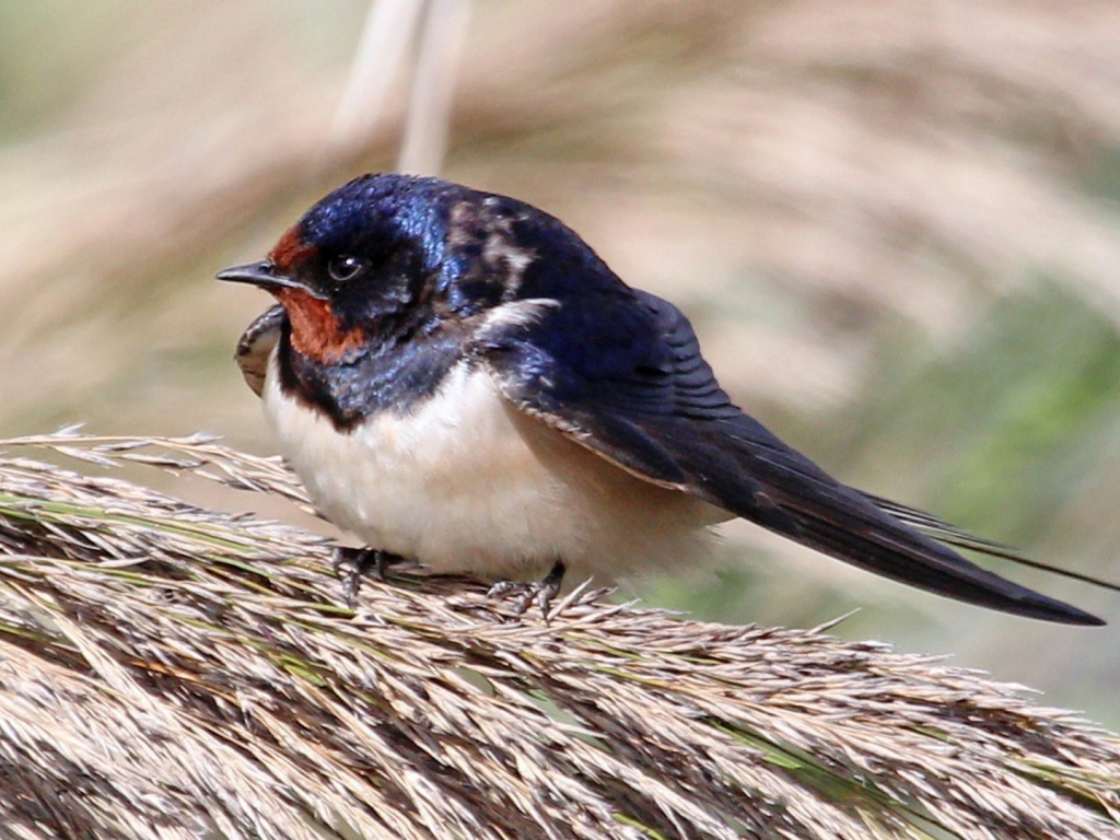Забавная птица сидит на пучке травы
