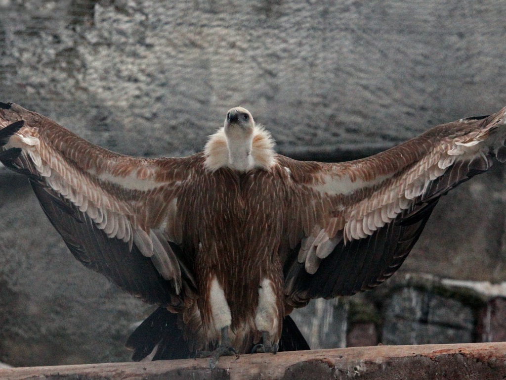 Белоголовый сип в Московском зоопарке