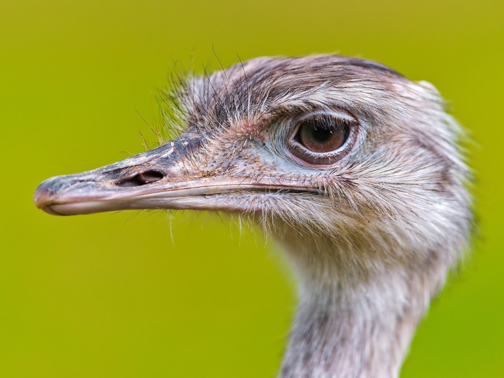 Голова страуса на зеленом фоне
