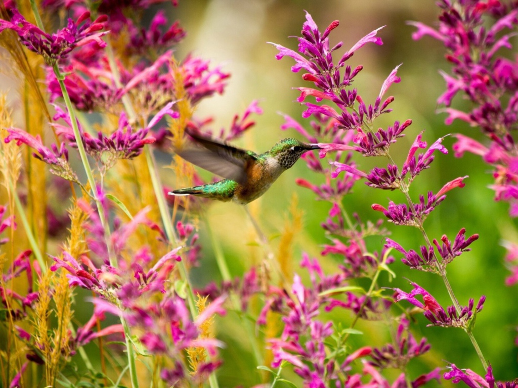 Колибри среди розовых цветов