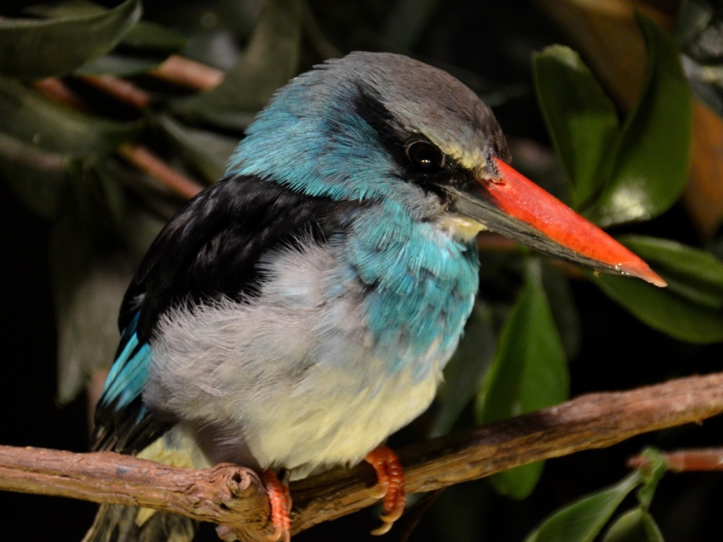 Зимородок с красным клювом