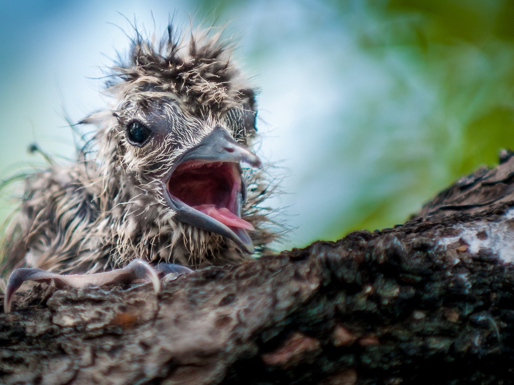 Маленький птенец в гнезде