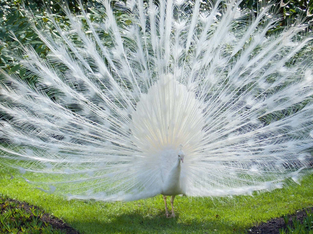 Роскошный хвост белого павлина