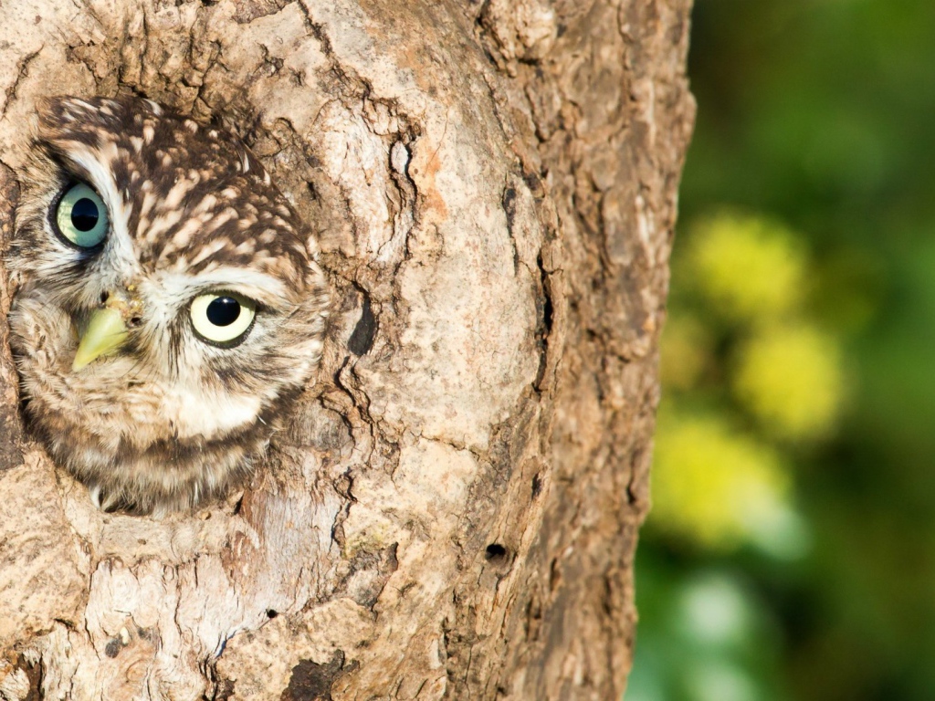 Сова сидит в дупле дерева