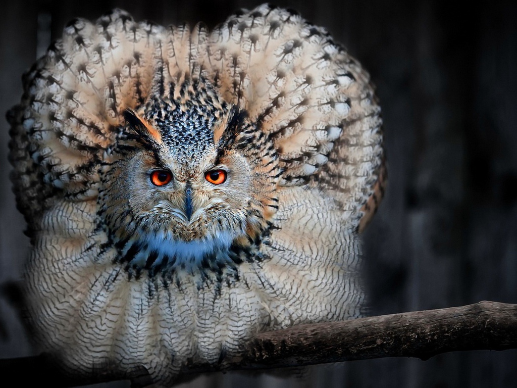 Сова сидя на ветке распустила перья
