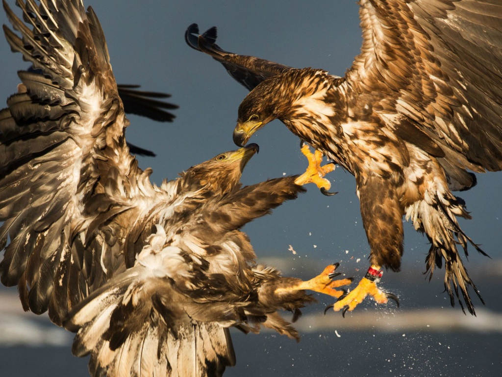 Схватка двух беркутов