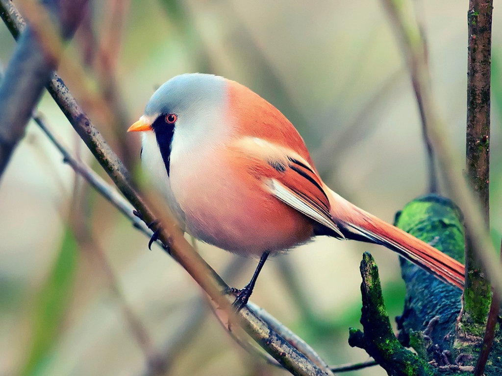 Красная злая птичка