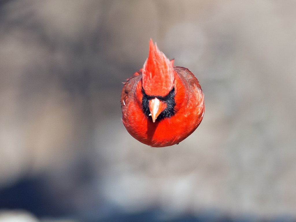 Красная птица в полете