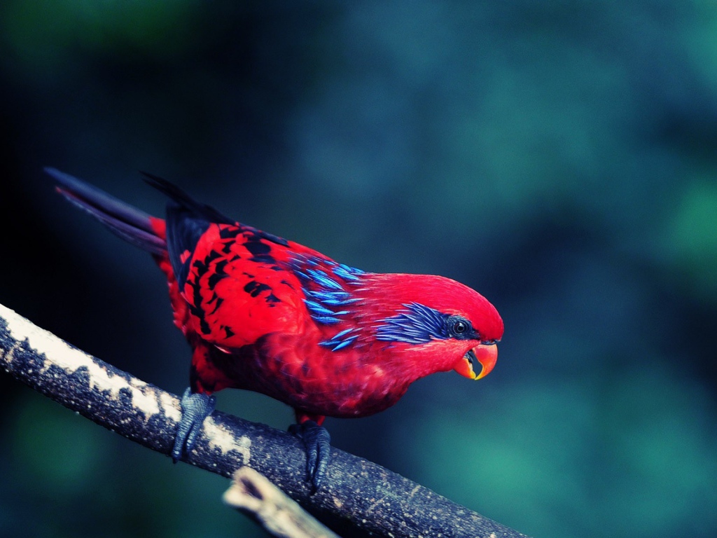 Красная птица с черным хвостом