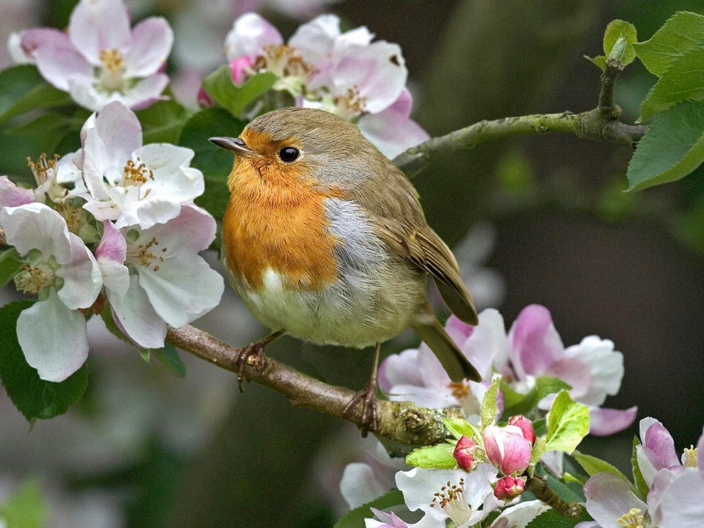 Малиновка на цветущей ветке