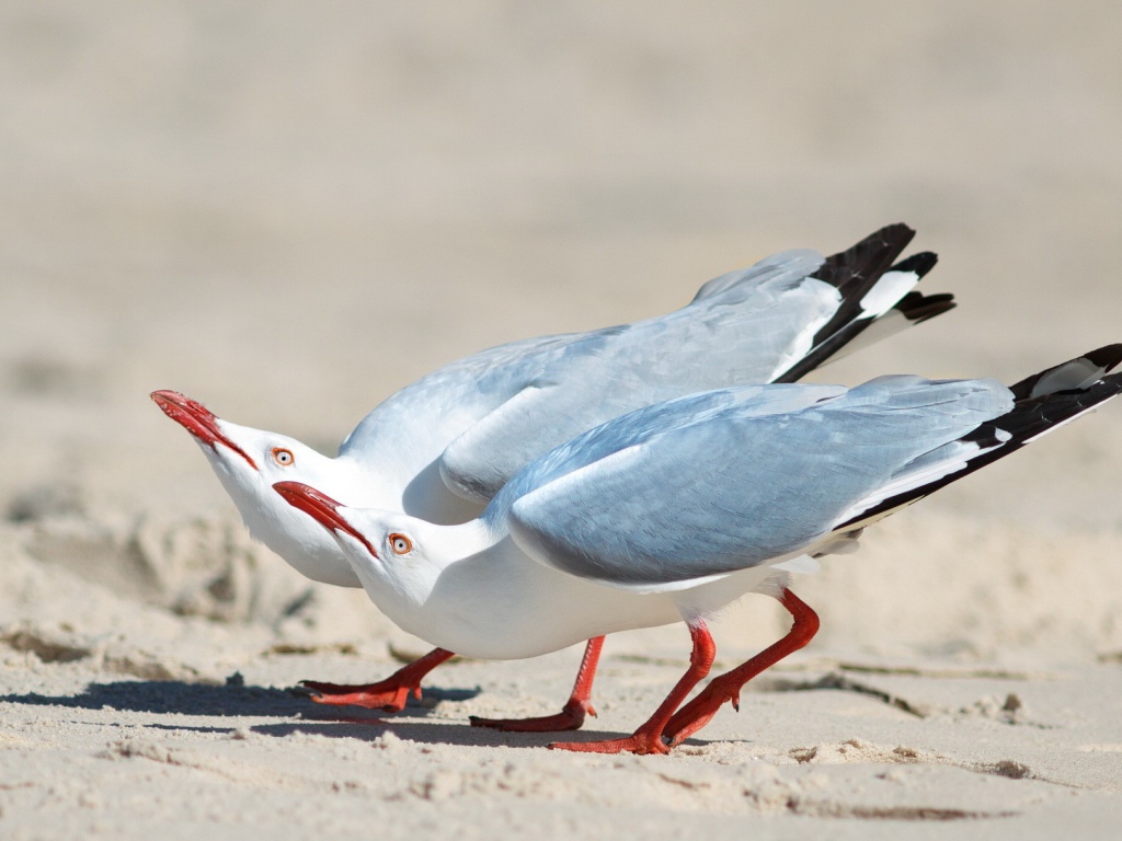 Чайки выгибают шеи вверх