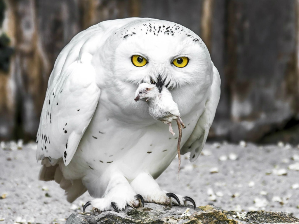 Полярная сова с добычей