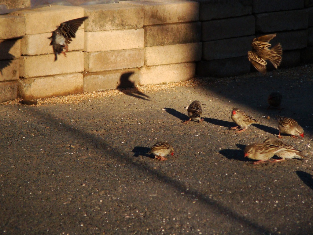 Воробьи ищут чем поживиться