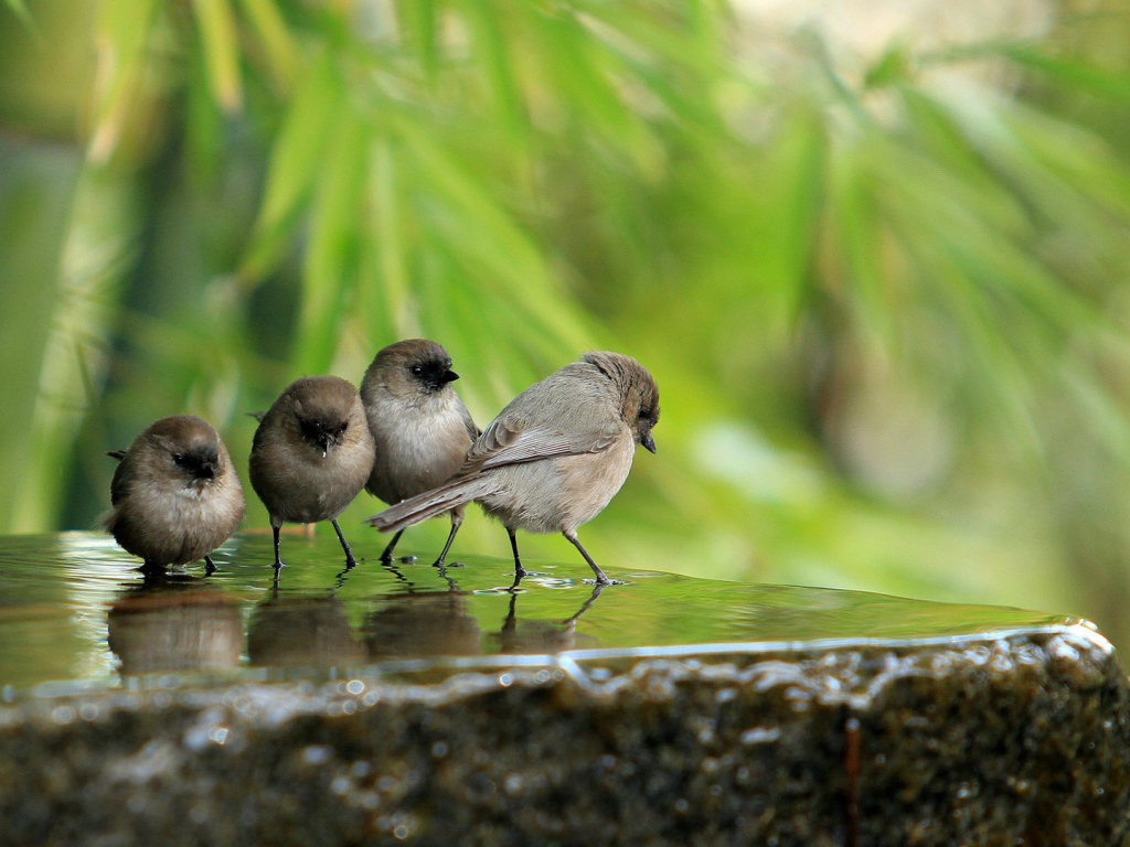 Воробьи на камне