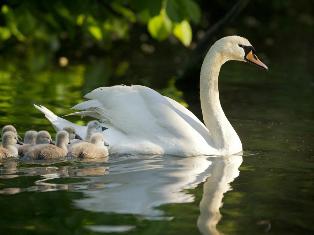 Лебедь с выводком на воде