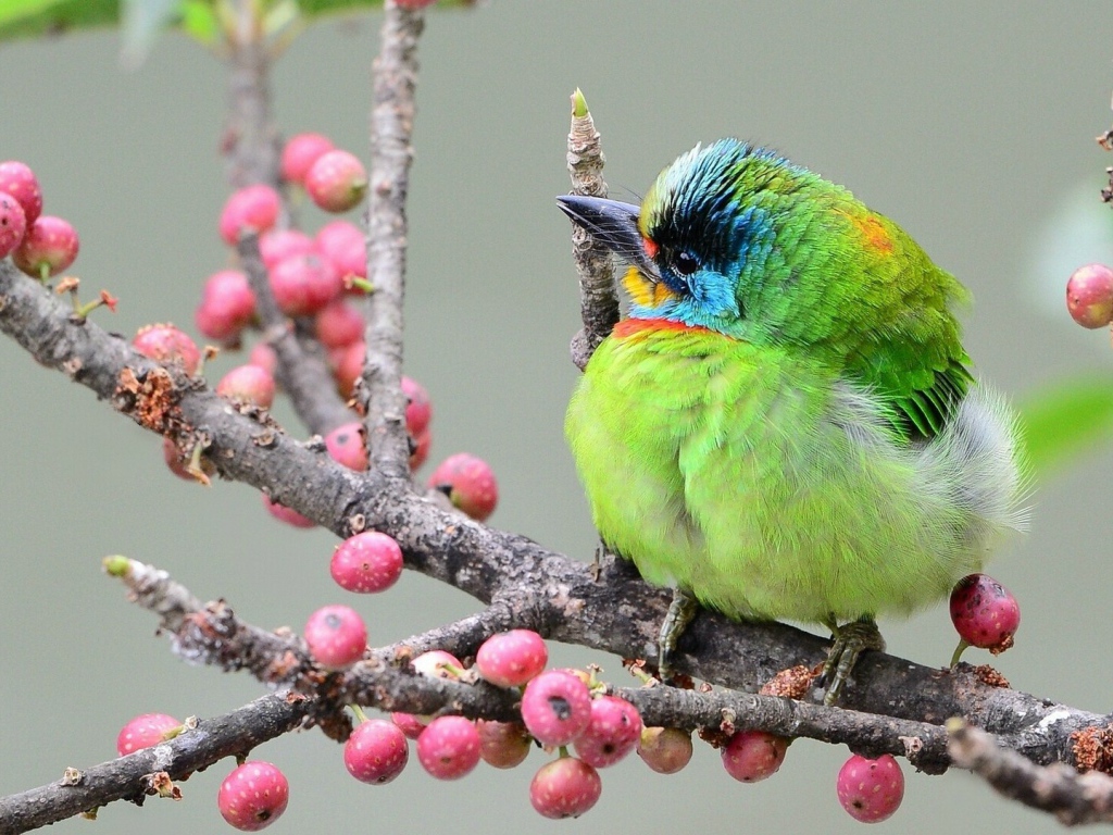 Тайваньский чернобровый бородастик