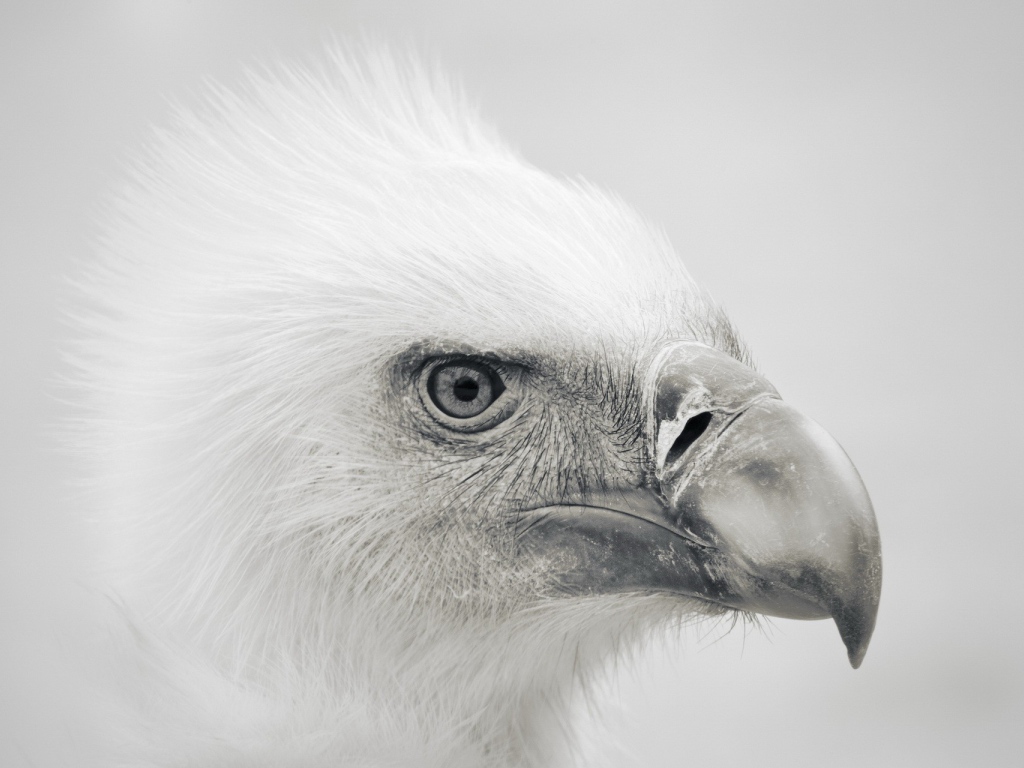 Голова орла, серый фон