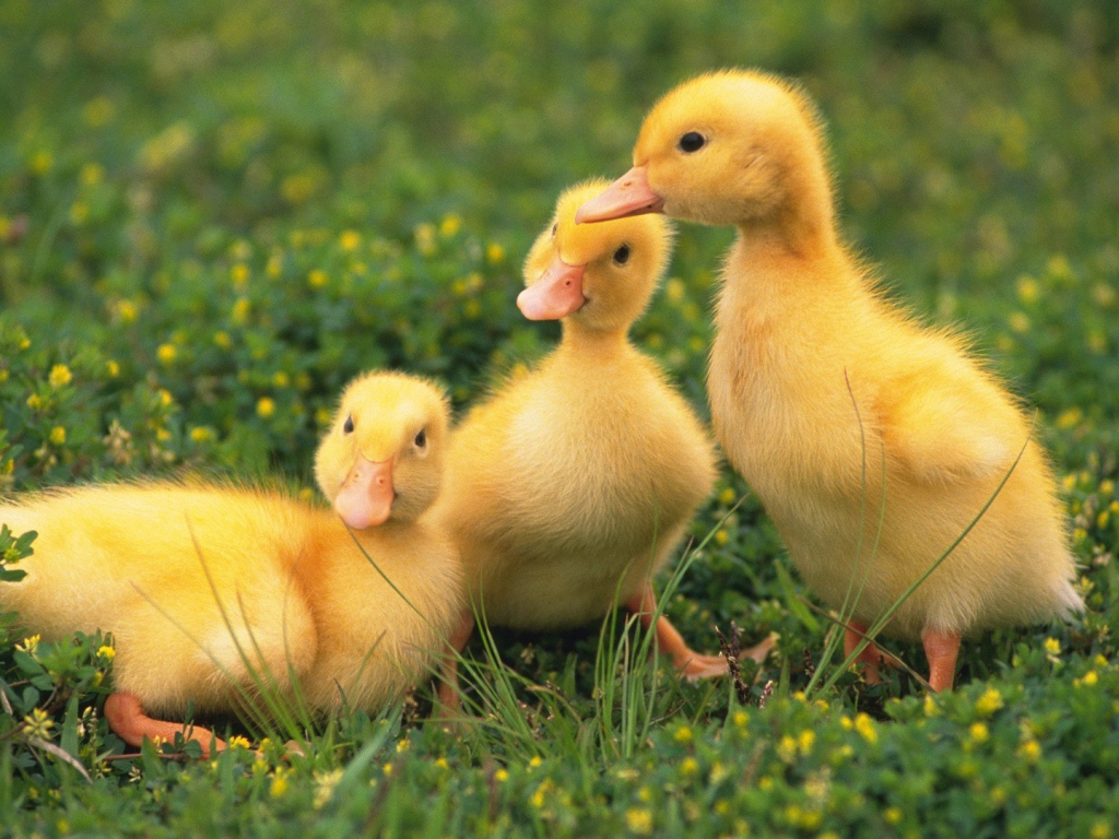 Три утенка сидят на траве