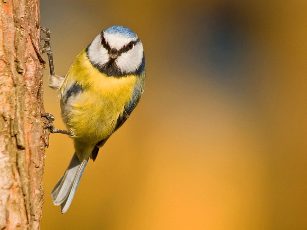 Синица ухватилась лапками за кору