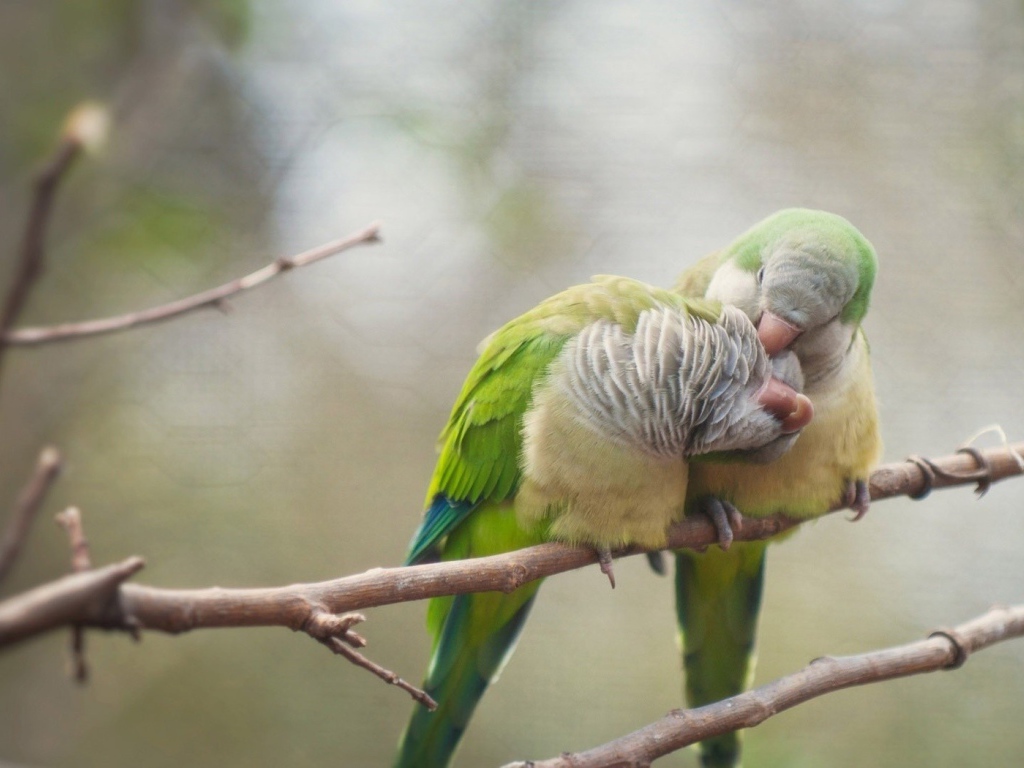 Два попугая чистят друг другу перья