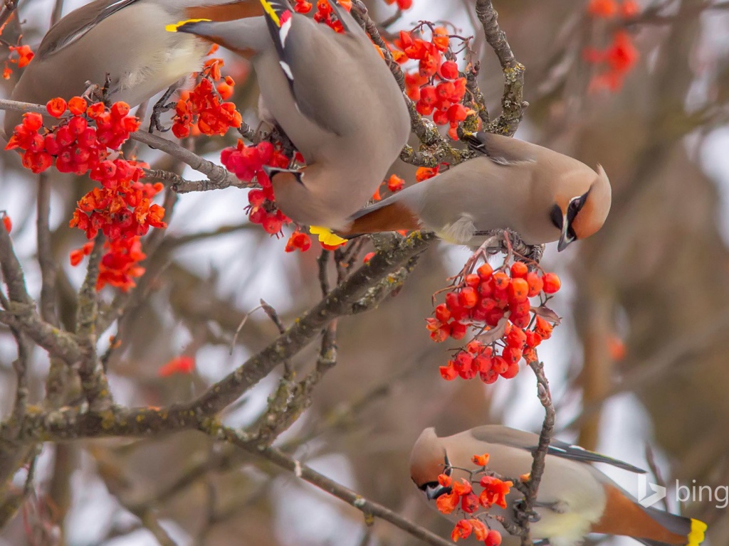 Свиристели лакомятся калиной