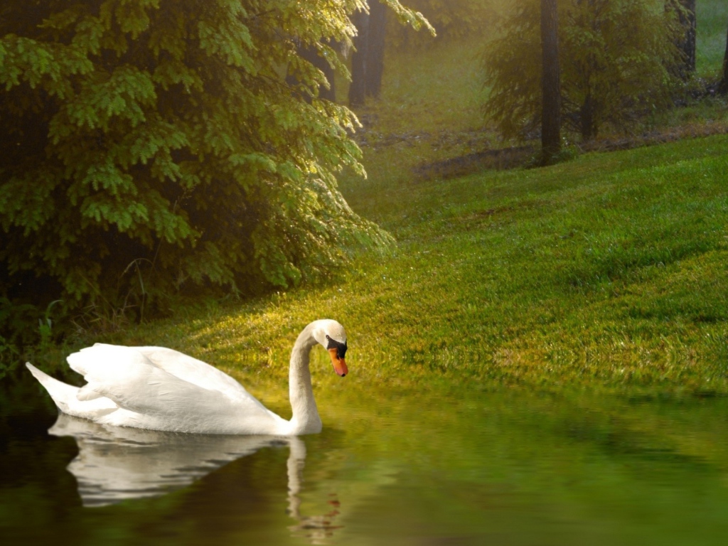 Белый лебедь плывет по спокойной воде