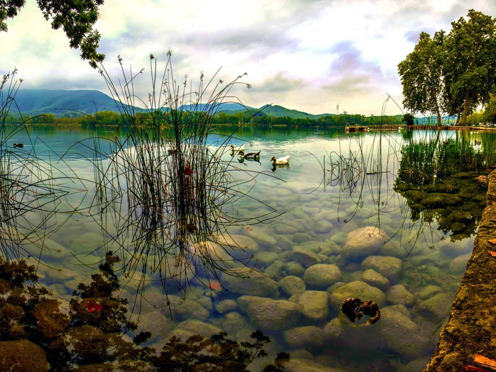 Дикие утки плывут по озеру