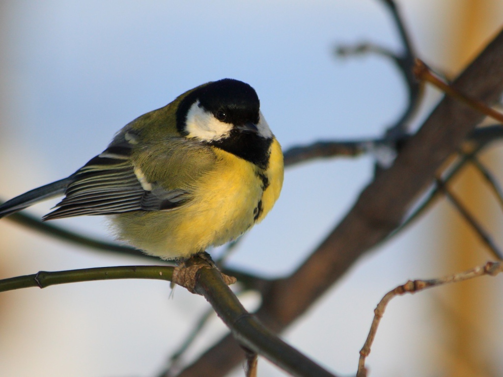 Желтогрудая синица на ветке