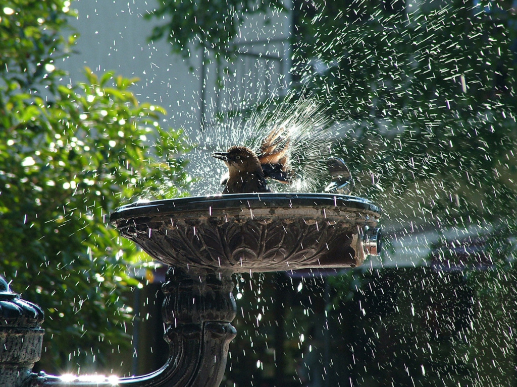 Птица купается