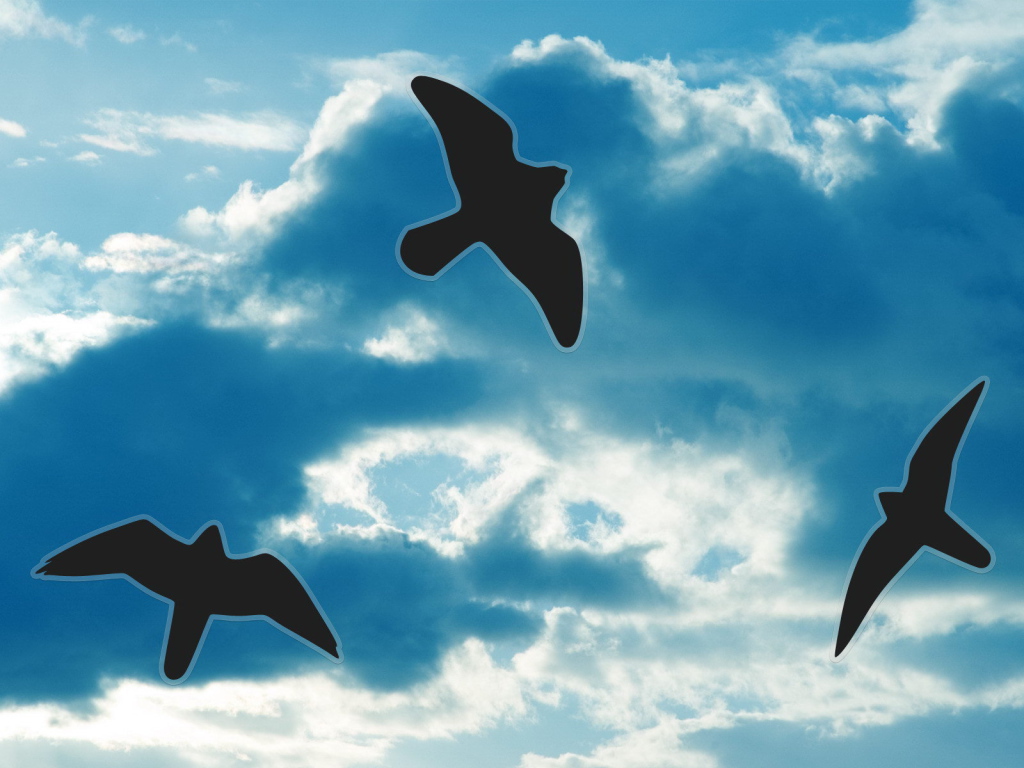 Силуэты птиц на небе